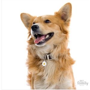 2pcs of My Family Daisy Dog ID Tags